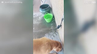 Cão tem hábito muito peculiar com água