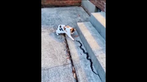 Funny Cat is afraid to touch Snakes. #shorts #viral #rumbleshorts videos