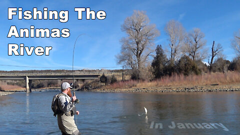 Animas River in January - Fishing Native American Ute Land - McFly Angler Episode 41