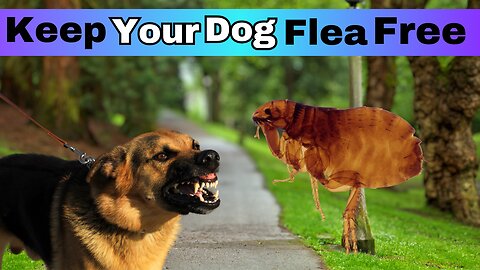 Want to keep Your Dog Free of Pests? Watch This!!!