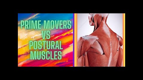 PRIME MOVERS (phasic) VS POSTURAL MUSCLES (tonic)