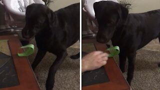 Chocolate Lab Has Tons Of Fun With Sticky Tape