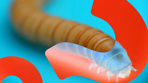 HowStuffWorks NOW: Tasty Worm Savior Might Also Eat Our Styrofoam