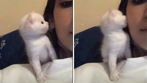 Cute Kitten Kisses Owner | Cute Kitten & Funny Cat