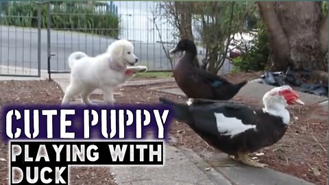 Puppy playing with Duck || puppy playing || Funny puppy ||