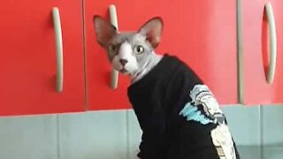 Cat caught opening cupboard to steal cookies