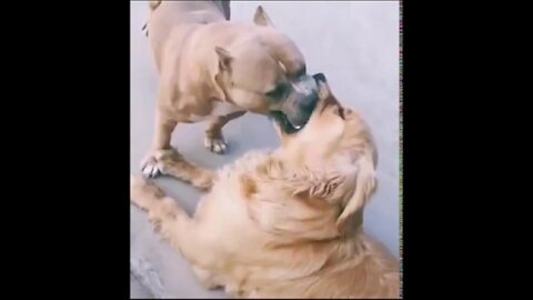 Funny Fight Dog VS Dog - Funny Dog Fight Videos Compilation