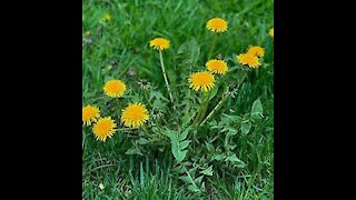 Harvesting Dandelions in Backyard: I