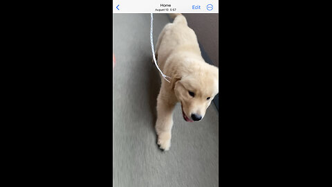 Watch Golden Retriever puppy grow up in 20 seconds