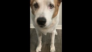 My Dog - CALM DOWN Dance Challenge 🔥