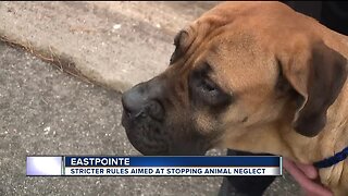 Severely emaciated, overbred Mastiff found roaming in Eastpointe