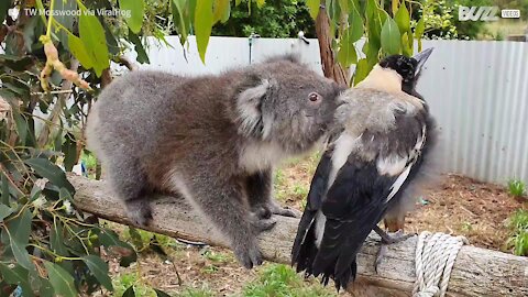 Ce koala noue une étrange amitié avec une pie