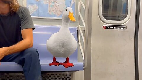 I took my duck to Subway 🥪🦆