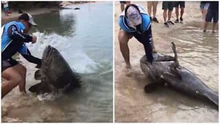 Pescatori catturano una cernia gigante in Australia