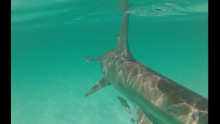 Hanging With a Hammerhead Shark Destin, FL