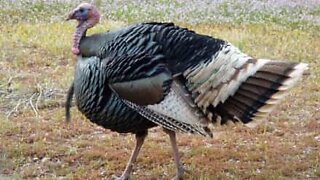 Vain turkey contemplates its beauty