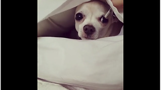 Clever small dog makes bed inside pillowcase