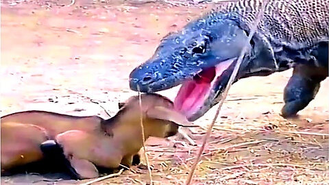 Komodo Dragons Fearsome hunters, Powerful Komodo Dragons Hunting In The Wild,