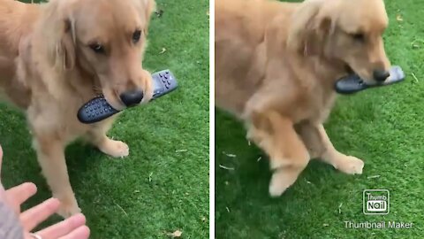 Dog Steals TV remote and gently giving it back