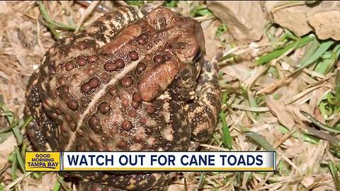 Pet owners: watch out for cane toads