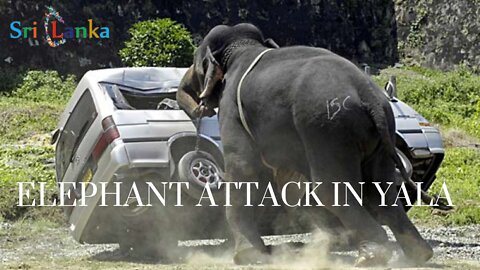 Elephant attack in Yala National Park Srilanka #travel#wildlife