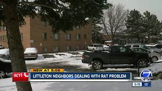 Could development be partially to blame for rodent problem in Littleton?