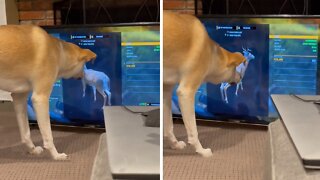 Dog completely baffled by deer on TV