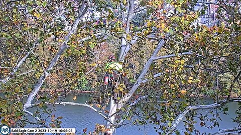 USS Bald Eagle cam 2 10-19-23 @16:12 Rob the tree guy repositions cam 1 part 1