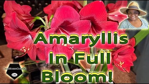 #amaryllis In Full #bloom