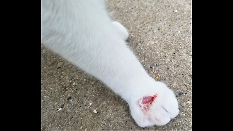 Oreo Jr has a hurt paw.🐈 オレオJrは前足を痛めています。