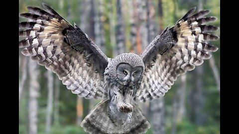 Amazing shot of an owl pouncing on prey