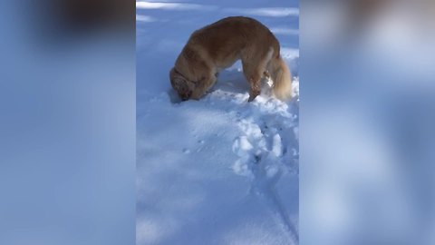 "Dog versus Snowball: "Where Did It Go?""