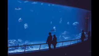 Homem mergulha em Oceanário cheio de peixes