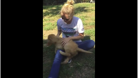 Dad Surprises Unsuspecting Daughter With Goldendoodle Puppy