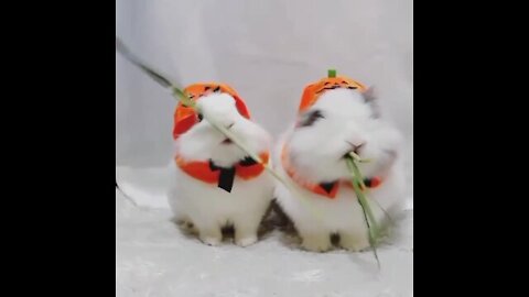 How cute and cute are the funny hamsters