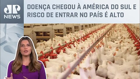 Kellen Severo: Brasil está cercado por gripe aviária