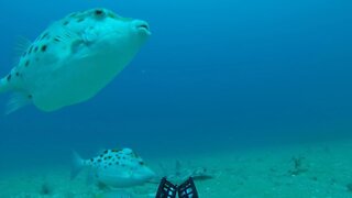 Longnose Sawshark on the Dunsborough Artificial Reef