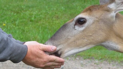 Deer eating vegetable thins from hands