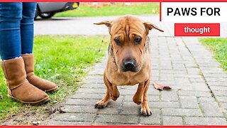 A Shar Pei puppy who had her front paws CHOPPED OFF is enjoying a new life in Britain