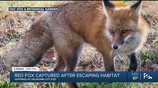 Red Fox Captured After Escaping Habitat At OKC Zoo