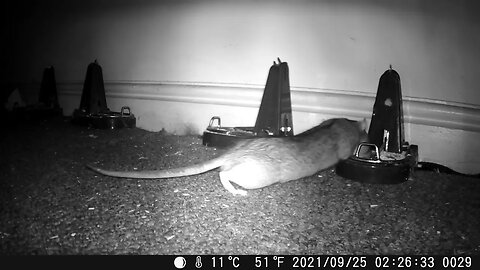 RATS UNDER FLOOR! Rats get confident with Black Cat Rat Traps!