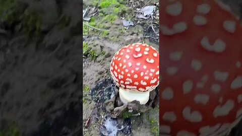 Mushroom hunting, found some beautiful mushrooms 🍄 amanita in the wild