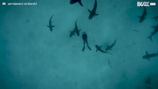 Dykker ligger på havbunden omgivet af hajer