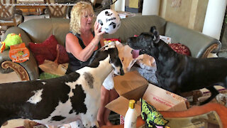 Excited 2 And 4 Year Old Great Danes Open Their Birthday Gifts