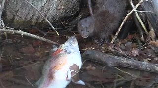 Mink wrestles trout at MK Nature Center