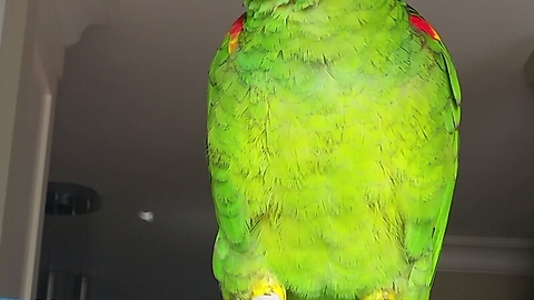 Parrot laughing and imitating human speech