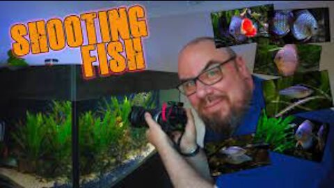 Aquarium fish photography basics, TAKE ONLY THE BEST SHOTS OF YOUR FISHS!