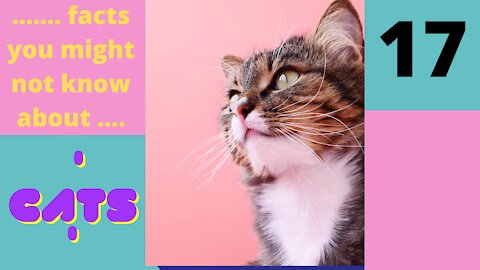 Amazing Facts You Might Not know About Cats - Part 17 of 25