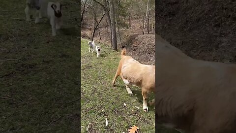 Boer Family Out For A Walk #goat #babygoats #homestead #farmlife #goatmilksoap #