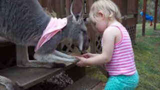 O animal de estimação desta família é um canguru